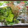fish tank picture - Juwel Rio 125L