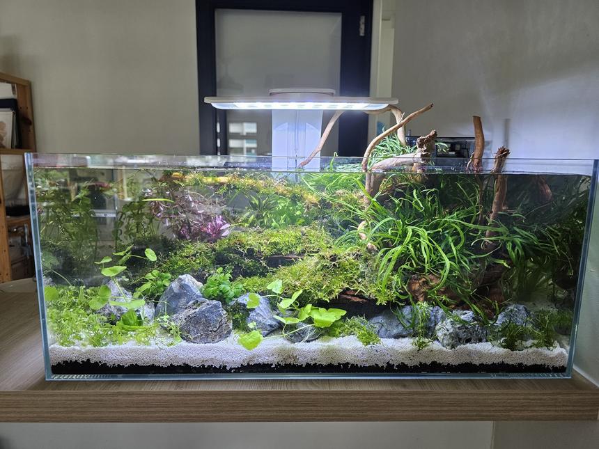 Rated #11: 10 Gallons Planted Tank - New 2ft tank