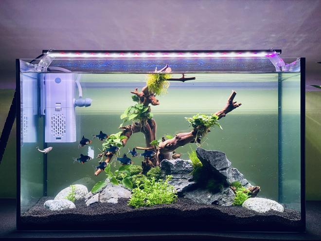 15 gallons planted tank (mostly live plants and fish) - Here's a simple yet thriving 15-gallon aquarium setup! Remember, keeping it simple and avoiding overstocking is key for a happy tank. Featuring a Sinkor WRB 15W light and a reliable 500l/h filter, along with beautiful low-maintenance plants like Anubias nana bonsai, Java moss, and Ammania sp. Bonsai.