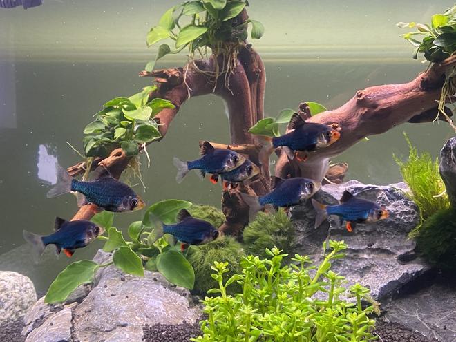 freshwater fish stocking in 15 gallons tank - Puntius tetrazona green