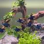 freshwater fish stocking in 15 gallons tank - Puntius tetrazona green