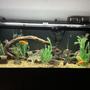 freshwater fish stocking in 220 gallons tank - 220 American cichlids