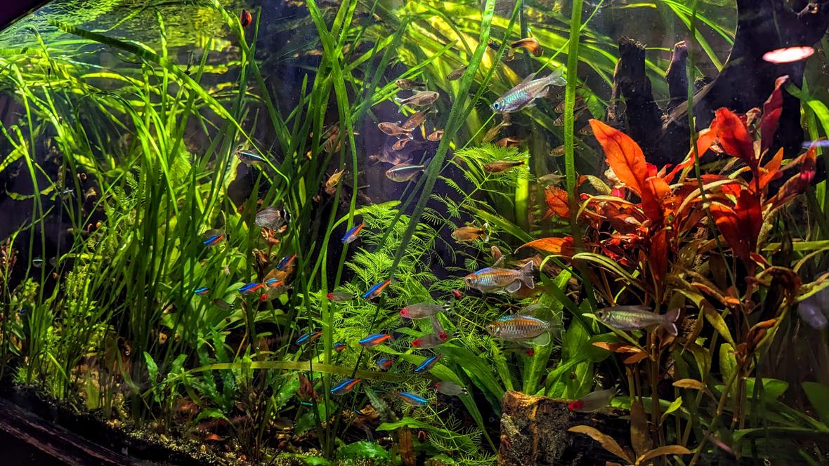 75 gallons planted tank (mostly live plants and fish) - Tetra Paradise