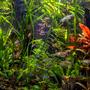 75 gallons planted tank (mostly live plants and fish) - Tetra Paradise