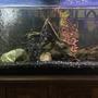 55 gallons freshwater fish tank (mostly fish and non-living decorations) - Our 55 gallon tank