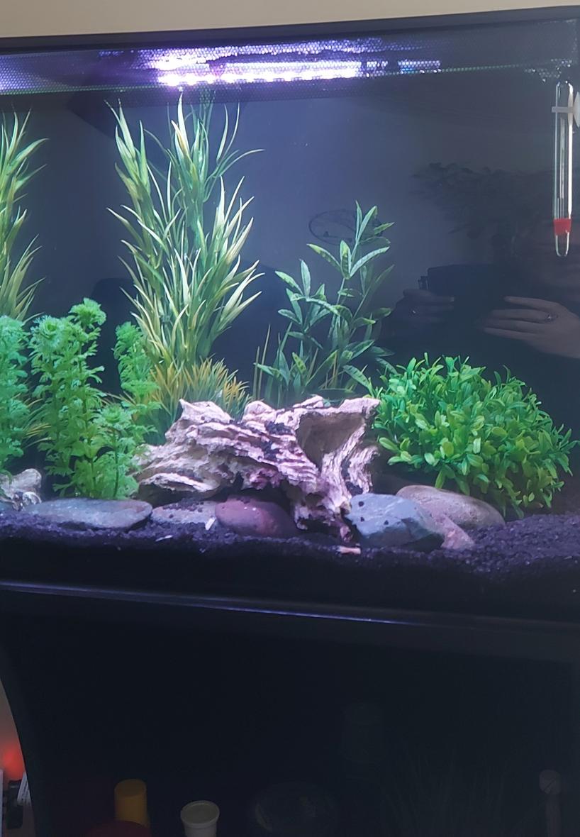 15 gallons freshwater fish tank (mostly fish and non-living decorations) - 57 litre nano