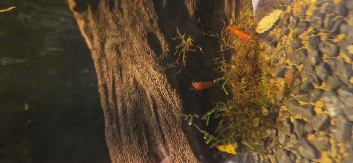 freshwater fish stocking in 18 gallons tank - Some of the shrimp