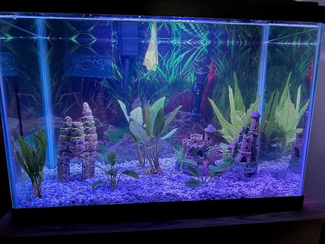 20 gallons freshwater fish tank (mostly fish and non-living decorations) - My 20 gallon Betta fish tank with live plants.