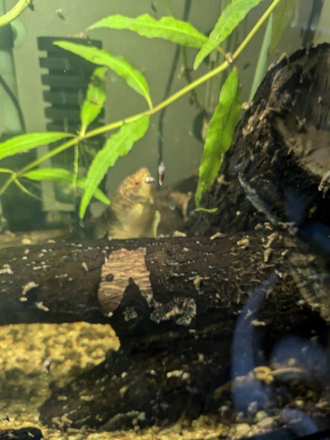 freshwater fish stocking in 35 gallons tank - My blue