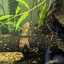 freshwater fish stocking in 35 gallons tank - My blue