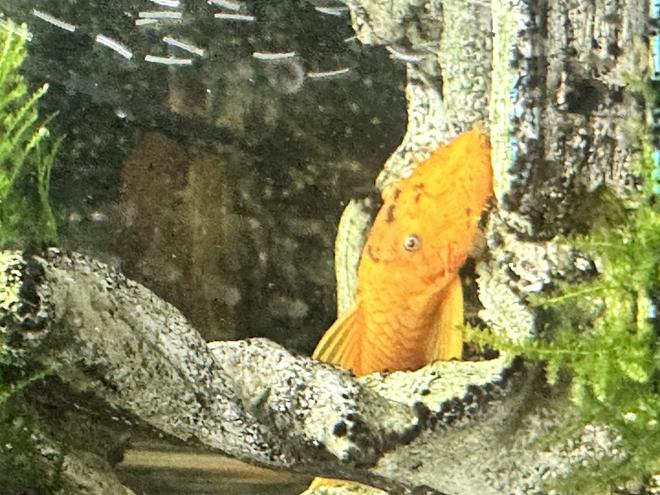 freshwater fish stocking in 29 gallons tank - Bristlenose Pleco