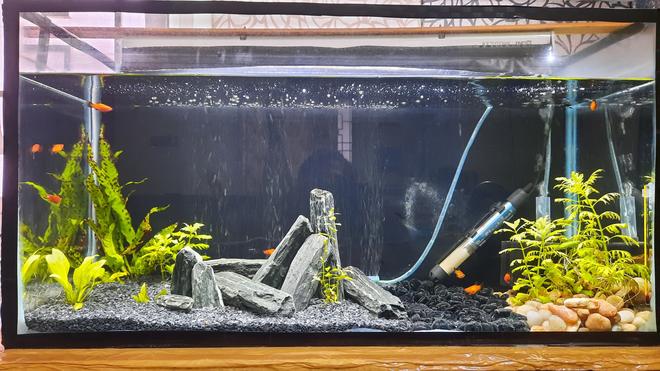 18 gallons planted tank (mostly live plants and fish) - Platy tank I m a beginner