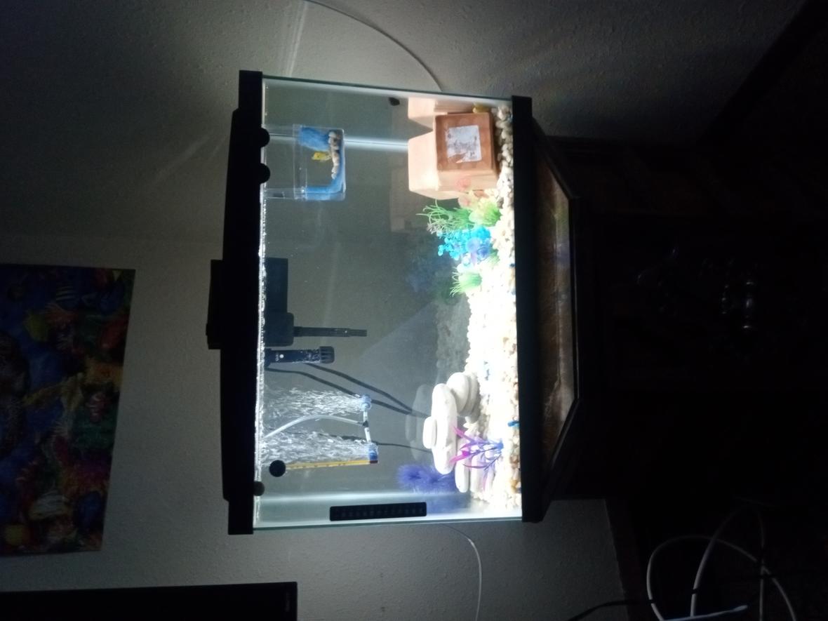 freshwater fish stocking in 20 gallons tank - Beautiful tank