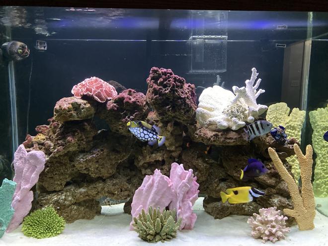 150 gallons saltwater fish tank (mostly fish, little/no live coral) - Front View