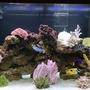 150 gallons saltwater fish tank (mostly fish, little/no live coral) - Front View