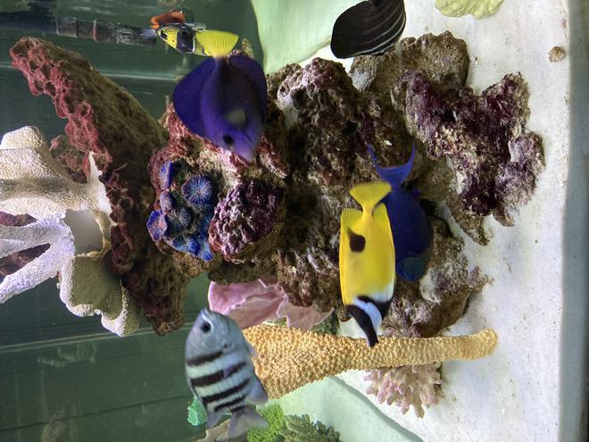 saltwater fish stocking in 150 gallons tank - Side View