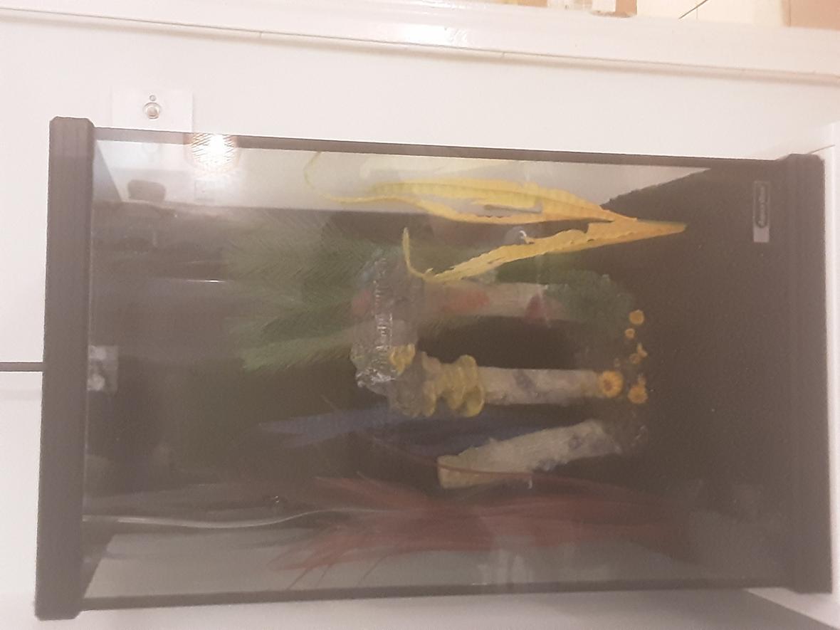 freshwater fish stocking in 12 gallons tank - Is this good for 2 corydoras and 8 neon tetras