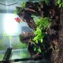 33 gallons planted tank (mostly live plants and fish) - Rejuvenated an old tank