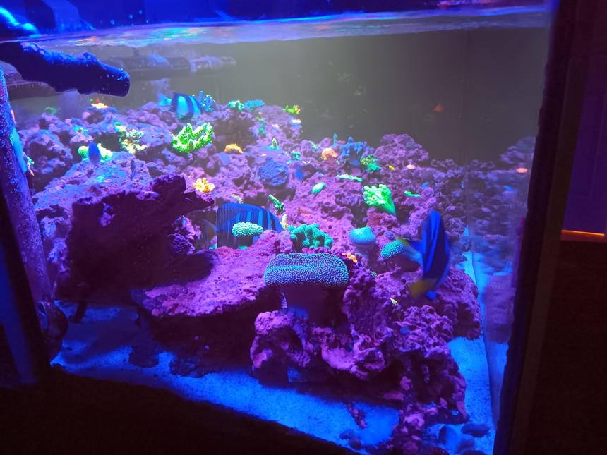 Rated #1: 80 Gallons Reef Tank - 80g Seapora Sps dominant mixed reef
