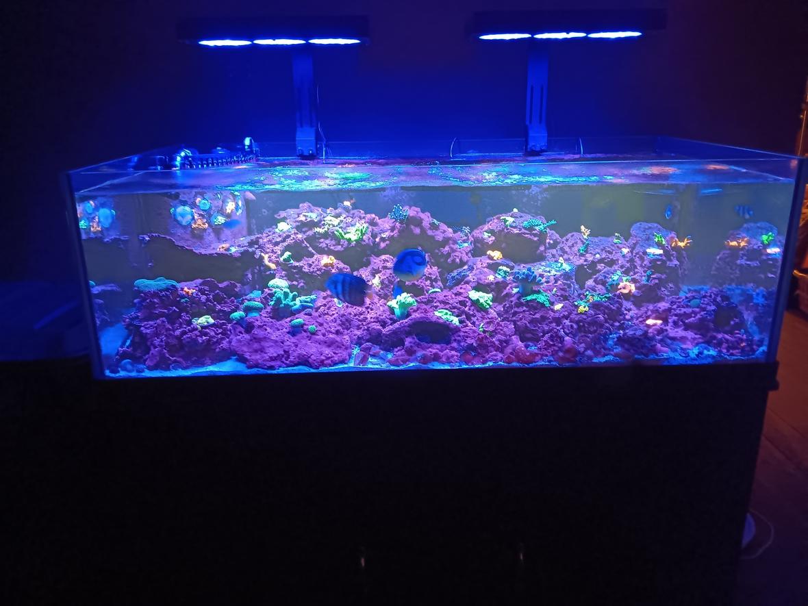 80 gallons reef tank (mostly live coral and fish) - 80g Seapora Sps dominant mixed reef