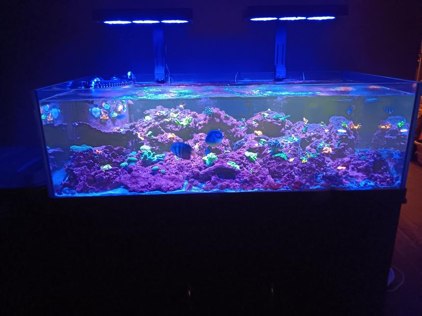 Rated #833: 80 Gallons Reef Tank - 80g Seapora Sps dominant mixed reef