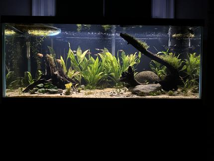 75 gallons planted tank (mostly live plants and fish) - 75 gallon planted with 50 nano fish