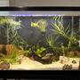 29 gallons planted tank (mostly live plants and fish) - My Daily Entertainment