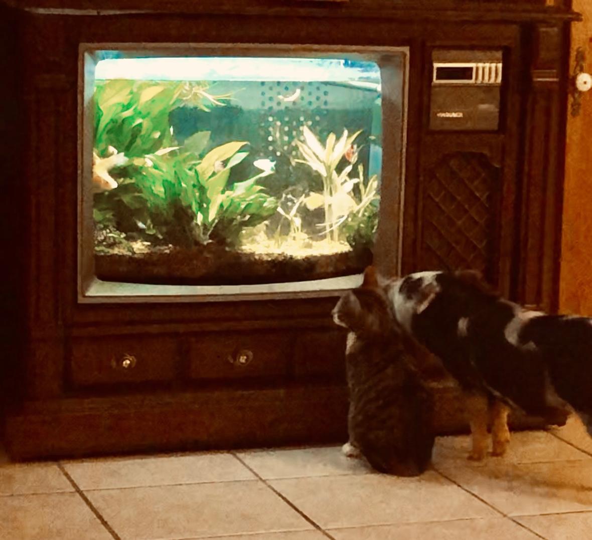 freshwater fish stocking in 29 gallons tank - Ivy and Moana watching the fish
