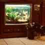 freshwater fish stocking in 29 gallons tank - Ivy and Moana watching the fish