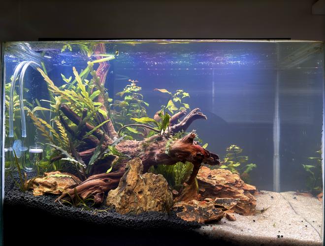 8 gallons planted tank (mostly live plants and fish) - 8 gallons planted tank