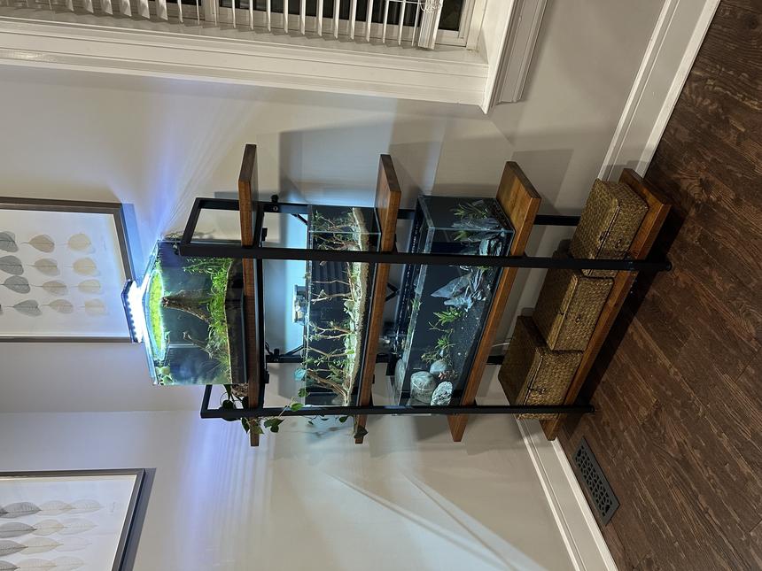 Rated #9: Freshwater Fish Stocking In 75 Gallons Tank - Bottom tank is three buxar badis and six ember tetras (11 gallon long). Middle tank is four pea puffers and snails (7 gallon long)Top tank is about 50 cherry shrimp, and ramshorn snails (7 gal cube)