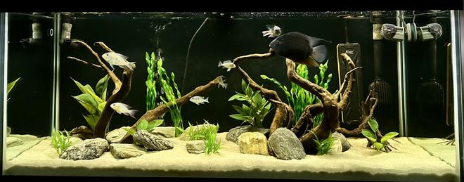 freshwater fish stocking in 75 gallons tank - 75G SA Cichlid Tank