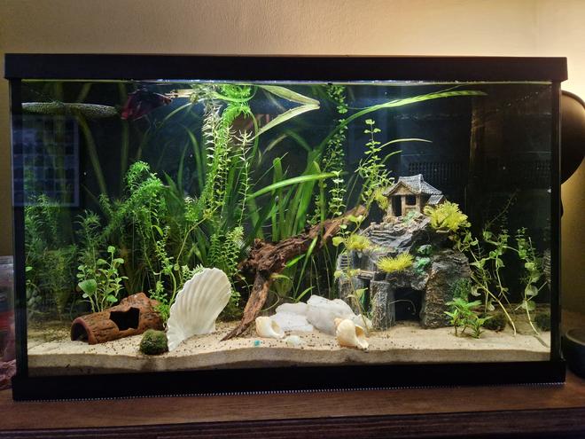 15 gallons planted tank (mostly live plants and fish) - Shrimpy Mcshrimpface hiding in the ceramic log. Ketchup the Betta little his best life