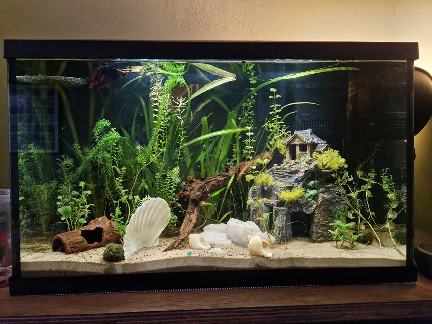 Rated #609: 15 Gallons Planted Tank - Shrimpy Mcshrimpface hiding in the ceramic log. Ketchup the Betta little his best life