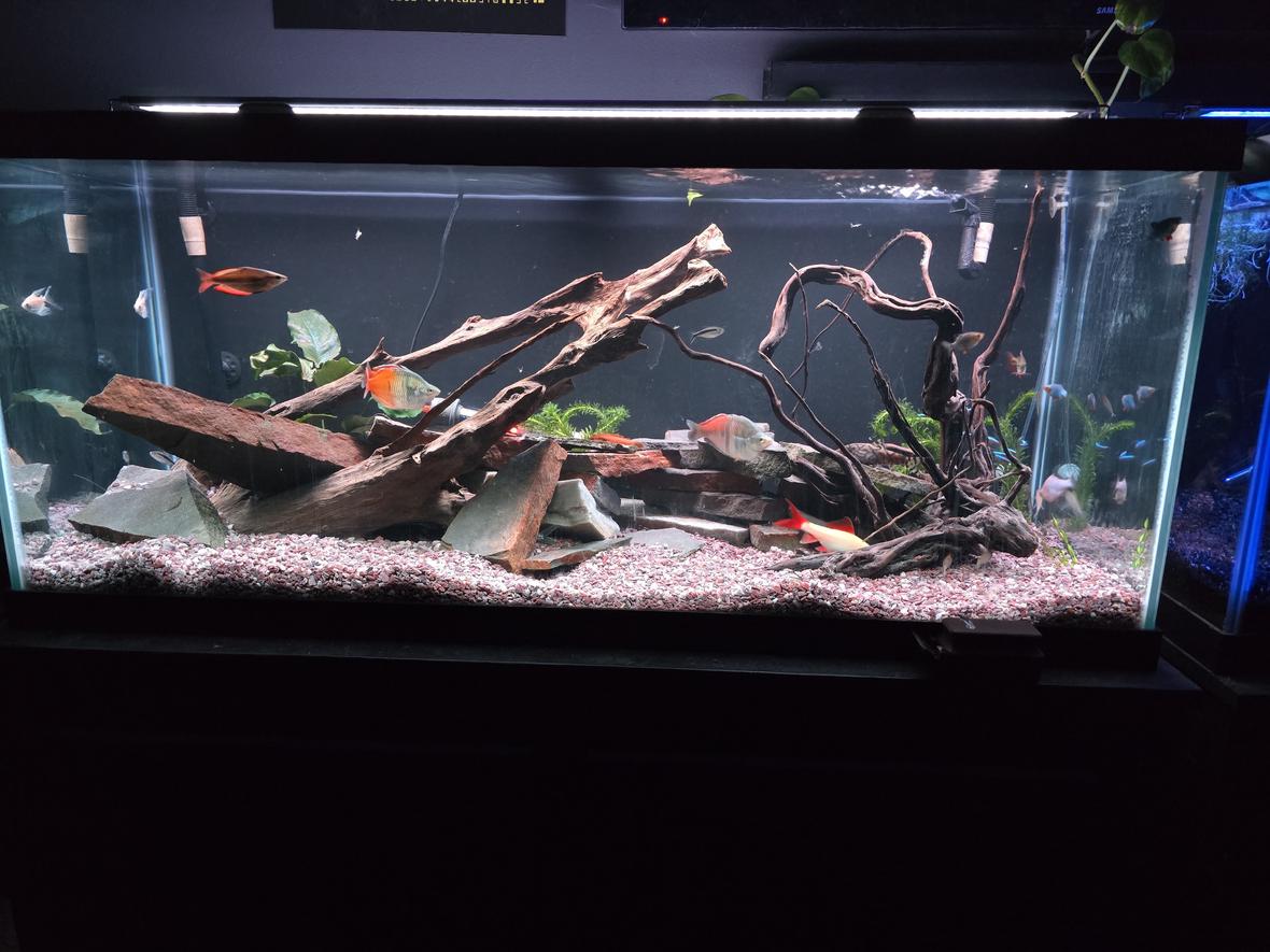 freshwater fish stocking in 75 gallons tank - Community tank