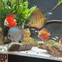 freshwater fish stocking in 125 gallons tank - Discus: The King of the Freshwater Fish