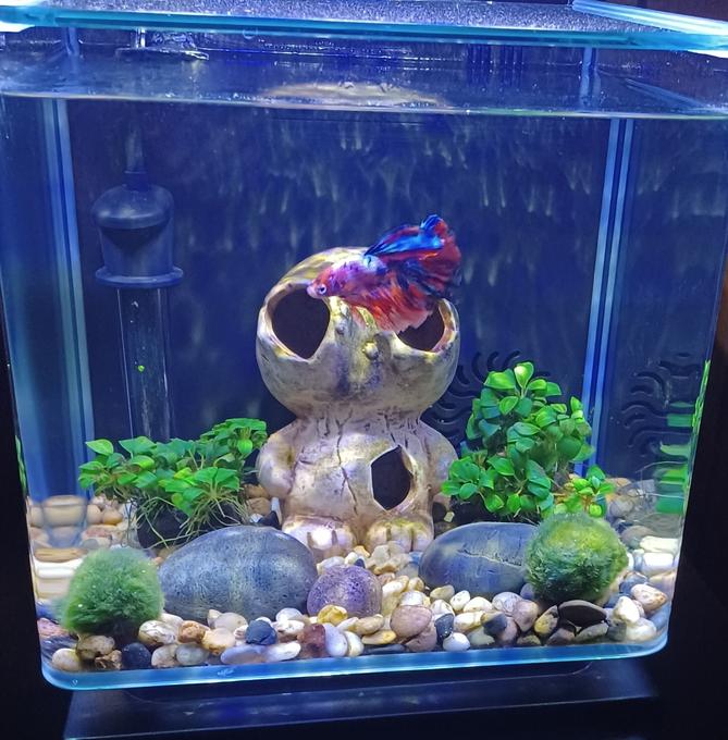 3 gallons freshwater fish tank (mostly fish and non-living decorations) - Galaxy Betta Tank