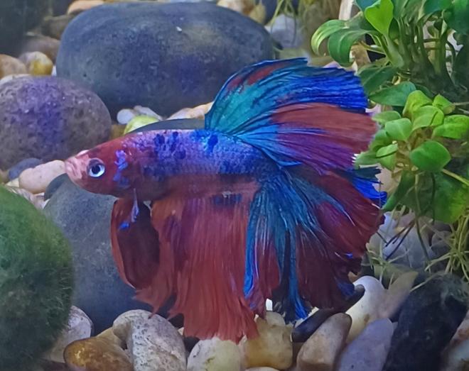 freshwater fish stocking in 3 gallons tank - Galaxy Betta