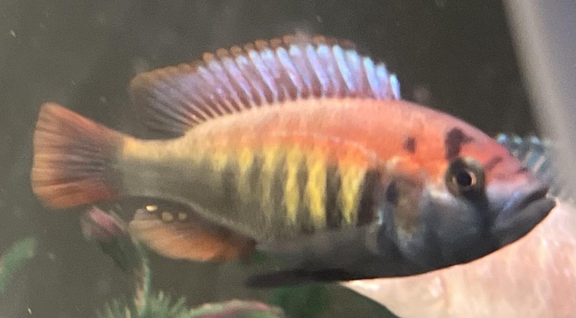 freshwater fish stocking in 55 gallons tank - Kyoga flameback!