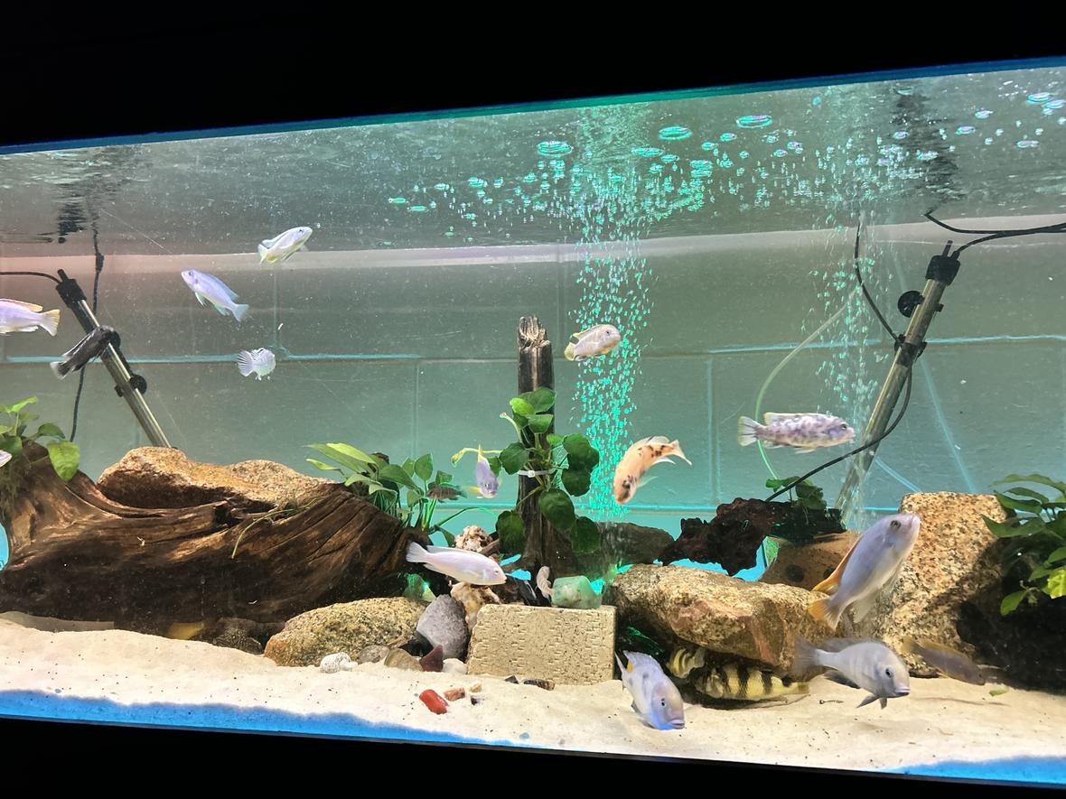 freshwater fish stocking in 160 gallons tank - My tank