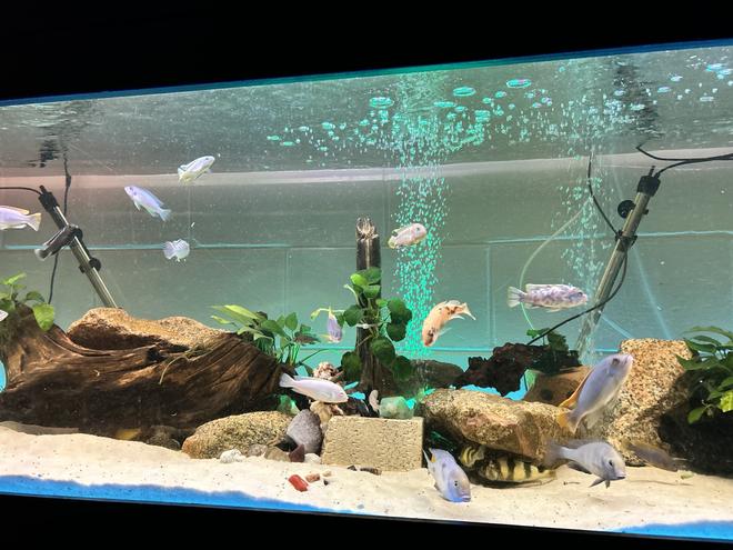 freshwater fish stocking in 160 gallons tank - My tank