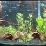 75 gallons freshwater fish tank (mostly fish and non-living decorations) - 75 Gallin