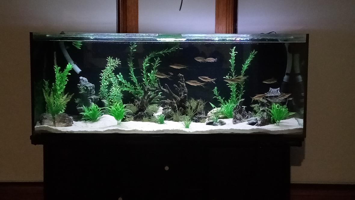 220 gallons freshwater fish tank (mostly fish and non-living decorations) - Bring it on like Donkey Kong
