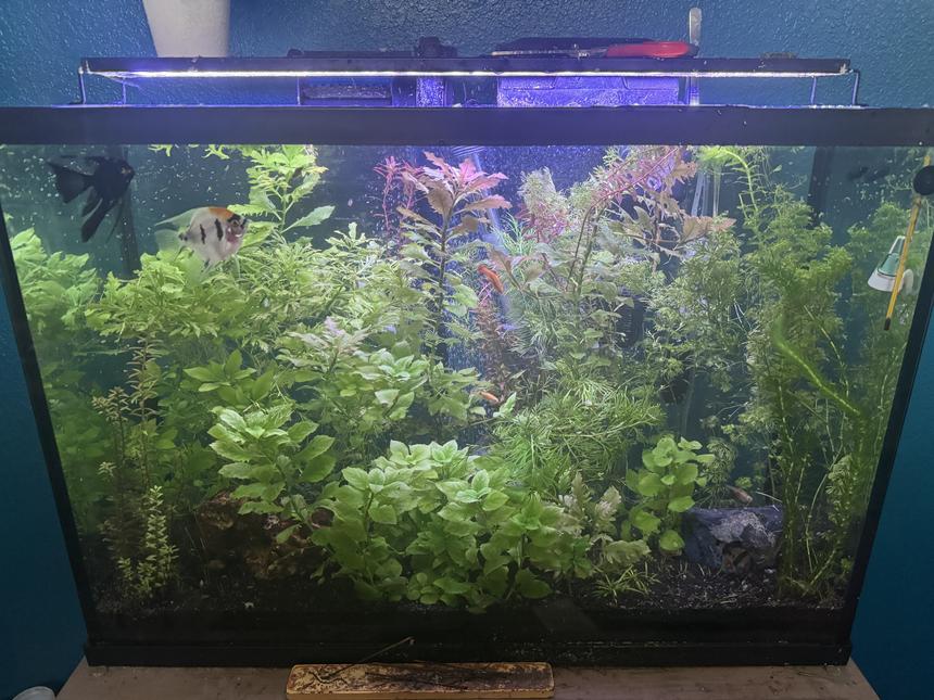 Rated #2: 30 Gallons Planted Tank - First planted tank