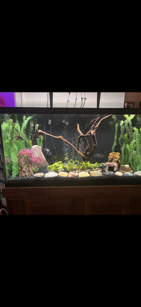 90 gallons planted tank (mostly live plants and fish) - Rivendell for fish
