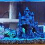 55 gallons freshwater fish tank (mostly fish and non-living decorations) - Castle