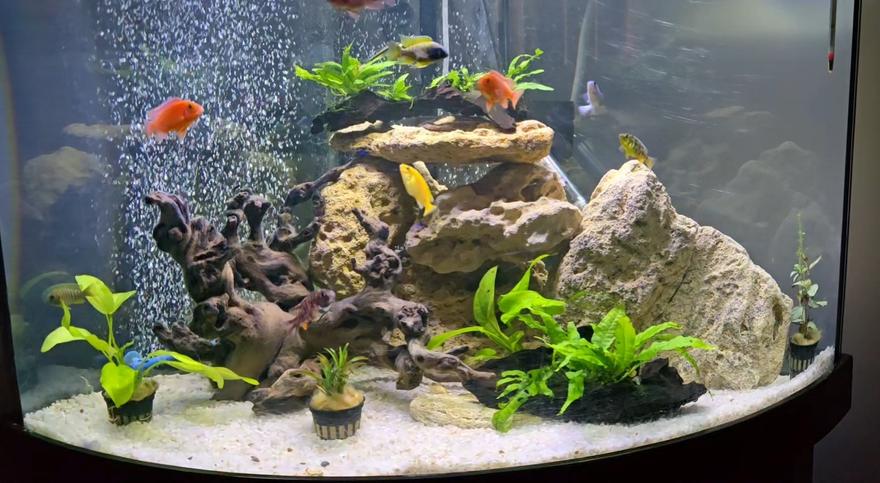 47 gallons planted tank (mostly live plants and fish) - My tank