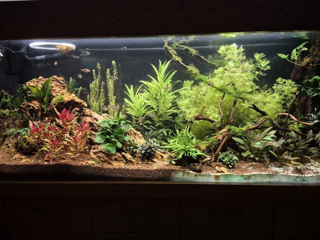 300 gallons planted tank (mostly live plants and fish) - Planted tank