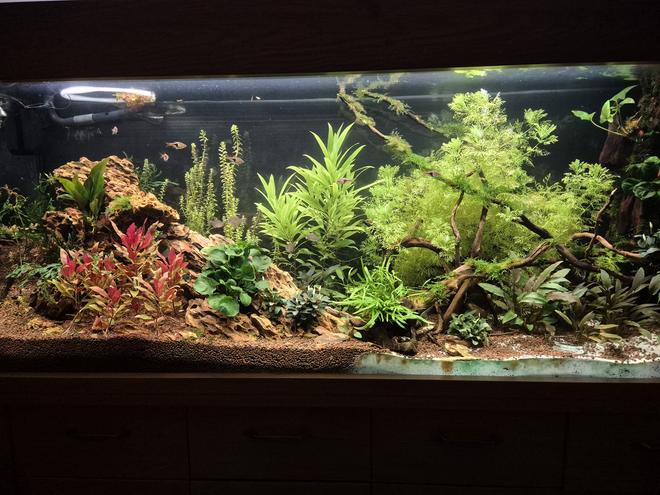 300 gallons planted tank (mostly live plants and fish) - Planted tank