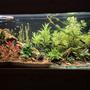 300 gallons planted tank (mostly live plants and fish) - Planted tank